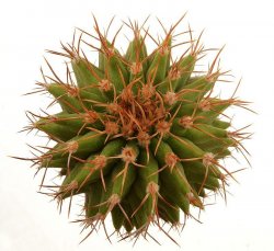 UEBELMANNIA buiningii, f. green