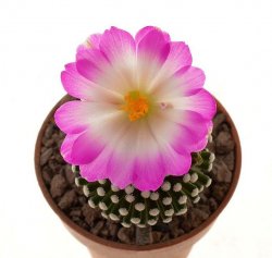 MAMMILLARIA luethyi