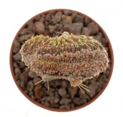 GEOHINTONIA mexicana f. cristata