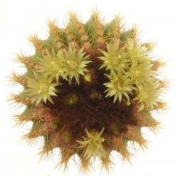 UEBELMANNIA pectinifera var. flavispina