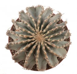 GEOHINTONIA mexicana  