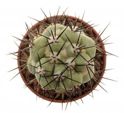 ORTEGOCACTUS macdougallii