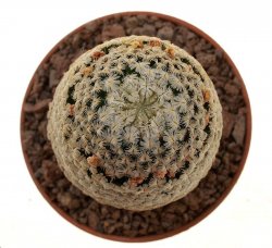 MAMMILLARIA sanchez-mejoradae 