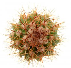 MELOCACTUS acunae