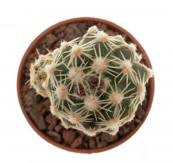 PEDIOCACTUS bradyi ssp. winkleri RP 103