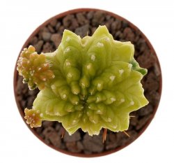 AZTEKIUM ritteri cv. Nishiki