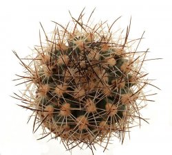 SCLEROCACTUS pubispinus SB 1013