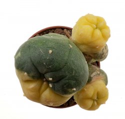 LOPHOPHORA williamsii f. aurea