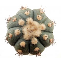 ECHINOCACTUS horizonthalonius