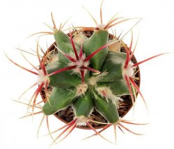 FEROCACTUS haematacanthus, illustartive photo