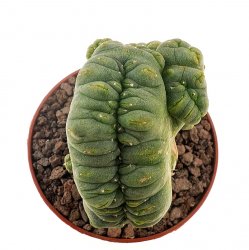 LOPHOPHORA diffusa f. cristate, illustrative photo