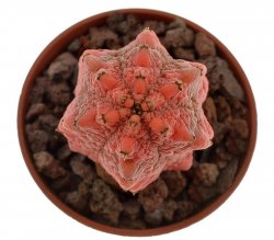 EUPHORBIA abdelkuri cv. Damask, illustrative photo