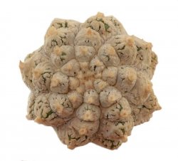 ASTROPHYTUM asterias cv. Turtle, illustrative photo