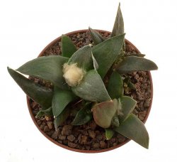 ARIOCARPUS confusus,, illustrative photo