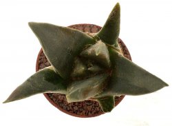 ARIOCARPUS trigonus, illustrative photo