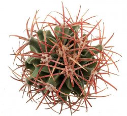 ECHINOCACTUS parryi, illustrative photo