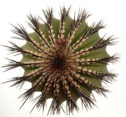 UEBELMANNIA pectinifera var. inhaiensis, illustrative photo