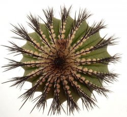 UEBELMANNIA pectinifera var. inhaiensis, illustrative photo