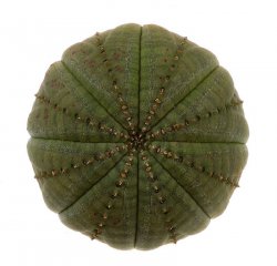 EUPHORBIA obesa, illustrative photo