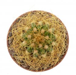 UEBELMANNIA buiningii f. green, illustrative photo