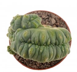 LOPHOPHORA spec. f. cristata, illustrative photo