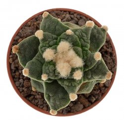 ARIOCARPUS retusus PP 232 cv. NonAriocarpus Godzilla, illustrative photo