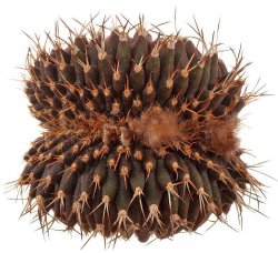 UEBELMANNIA buiningii f. cristata, illustrative photo