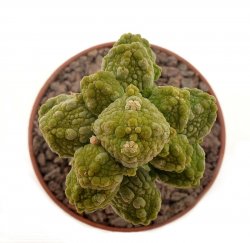 PSEUDOLITHOS caput-viperae, illustrative photo