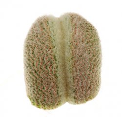 YAVIA cryptocarpa f. cristata, illustrative photo