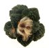  - ARIOCARPUS fissuratus cv. Godzilla, grafted plant