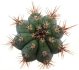  - CIPOCEREUS bradei, grows with U. eriocactoides RNK 99, Serra do Espinhaco, Mg., Brasil, 500 seeds