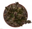 PSEUDOLITHOS mccoyi, 5 cm květináč, zakořeněná odnož