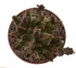 PSEUDOLITHOS mccoyi, 5 cm pot, rooted offset
