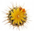 UEBELMANNIA MENINENSIS, 2,1 CM, SEEDLING