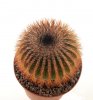 UEBELMANNIA PECTINIFERA SPEC. NOVA AFF. VAR.CREBRISPINA RNK 95, CLONE 5, 5,7CM, GRAFTED