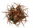 ECHINOCACTUS horizonthalonius var. nicholii, 4 cm,  Vekol Mts., Pinal Co., USA, SEEDLING