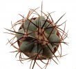 ECHINOCACTUS horizonthalonius var. diabolicus (horizonthalonius x platyacanthus, nature hybrid