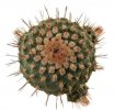 STROMBOCACTUS ESPERANZAE VAR. NOVA SN 2014.0201, POT 6 CM