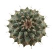 STROMBOCACTUS corregidorae VM 974, Maconi, Barranca del Infernillo,1500 m, Mex. , 100 seeds