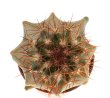 FEROCACTUS lindsayi GM 1310, El  Jaraguay, BC, seedling