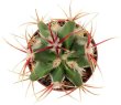 FEROCACTUS haematacanthus clone 1, rooted cutting