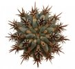 GLANDULICACTUS uncinatus var. wrightii f. brevispinus ex Česal