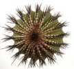 UEBELMANNIA pectinifera var. inhaiensis n.n. RNK 11, 100 seeds