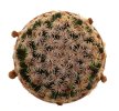 MAMMILLARIA hernadezii, 100 seeds