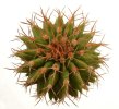 UEBELMANNIA buiningii f. green RNK 55, Tromba d´Anta, Mg., Brasil, 20 seeds