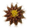 UEBELMANNIA buiningii RNK 53, Tromba d´Anta, Mg., Brasil, 20 seeds