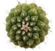 STROMBOCACTUS disciformis ssp. esperanzae x TURBINICARPUS alonsoii, grafted