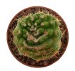 NOTOCACTUS uebelmannianus f. monstrosus, rooted offset