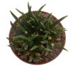 ARIOCARPUS agavoides PP 208, 50 seeds
