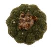 COPIAPOA hypogea cv. Lizard skin, 10 seeds